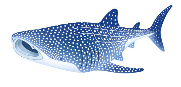Whale shark.jpeg
