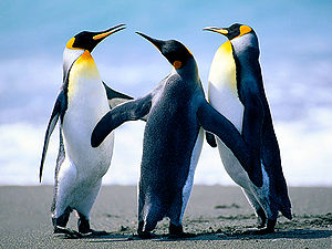 Penguin.jpeg