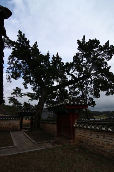 파일:HFP Yubongyeongdang tree-1.JPG