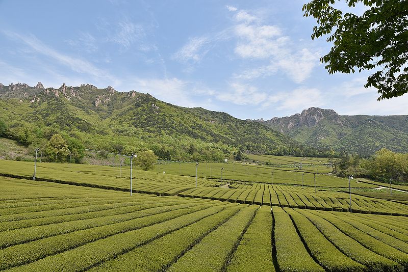 파일:민족기록화 장소 설록다원강진 01.jpg