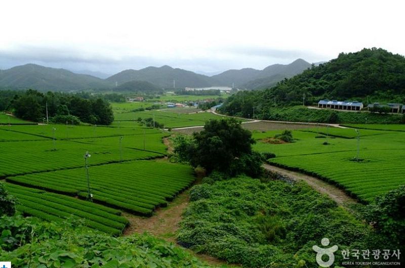 파일:민족기록화 장소 설록다원강진 전경.jpg