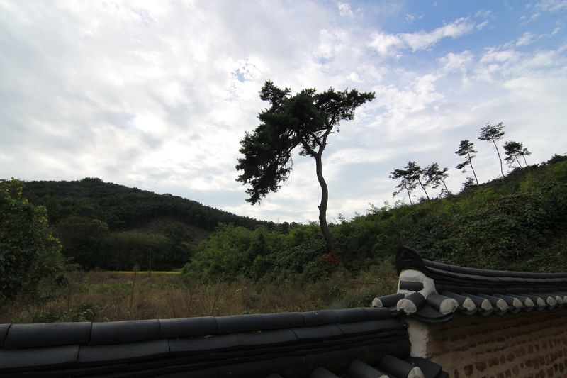 파일:HFP Yubongyeongdang tree-2.JPG