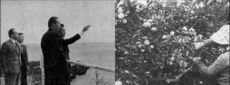 파일:민족기록화 작품 이마동-감귤 박정희.jpg