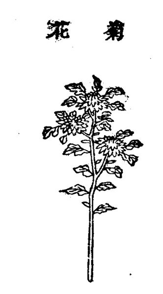 파일:09.국화 정해.jpg