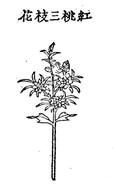 파일:07.홍도삼지화 정해.jpg