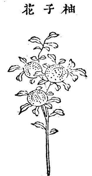 파일:66.유자화 정해.jpg