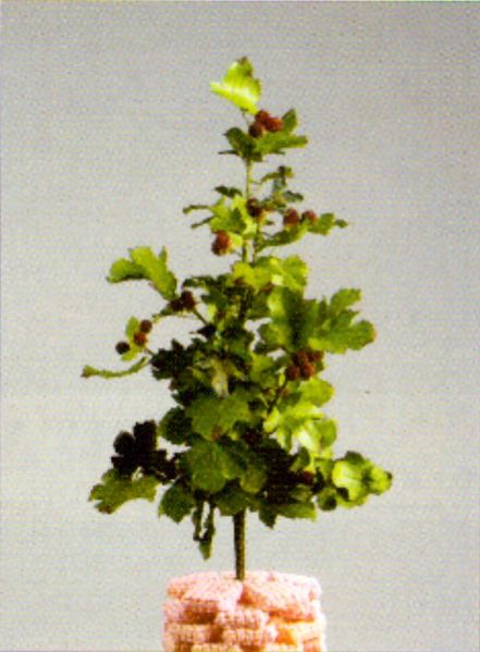 파일:복분자화 416.jpg