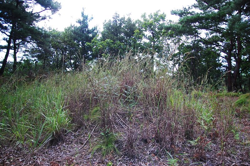 파일:OGPC Anyang Front.JPG