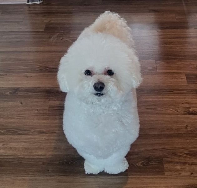 파일:퐁이 사진.jpg