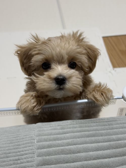 송아지 아기 시절