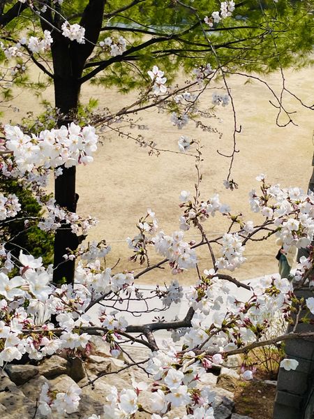 파일:Spring2025 hs.jpg