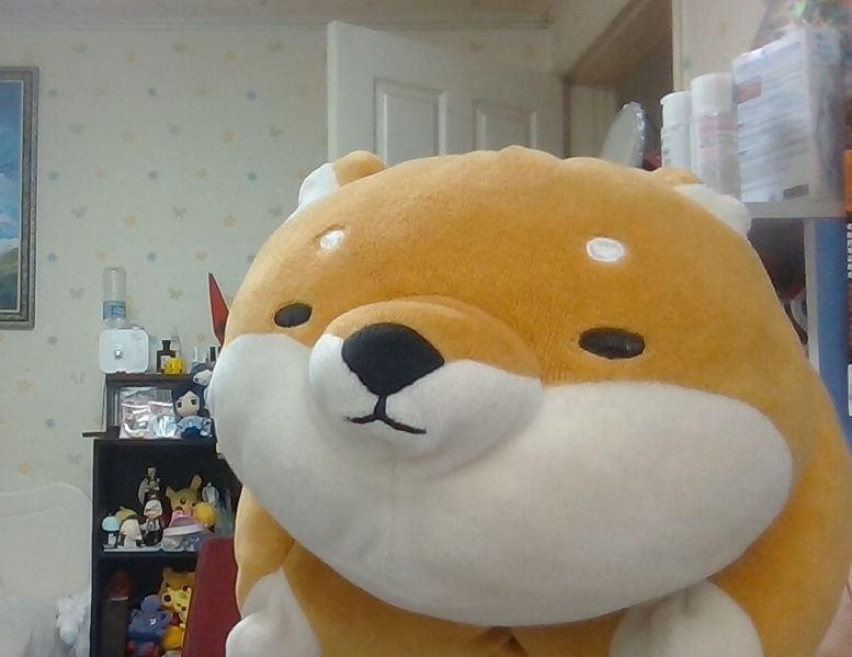 파일:시바 썸네일.jpg