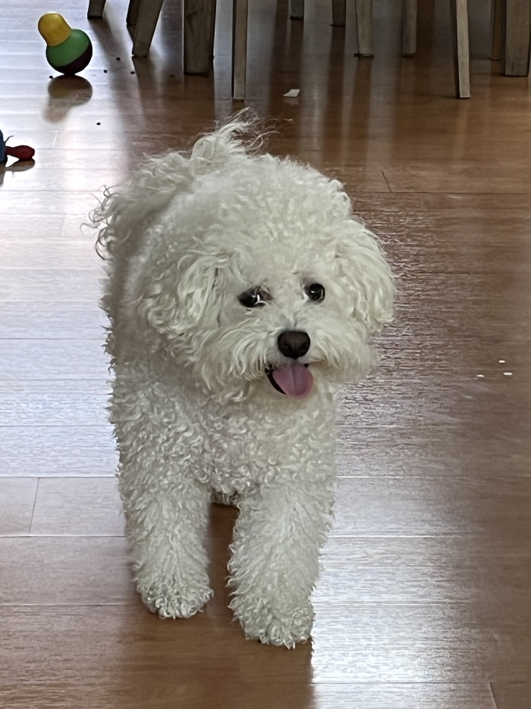 NOEL NJH23KU.png.jpg