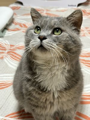 고양이2LDH26KU.jpg