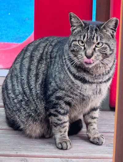 제기동에서 엊그제 만난 고양이 선생님