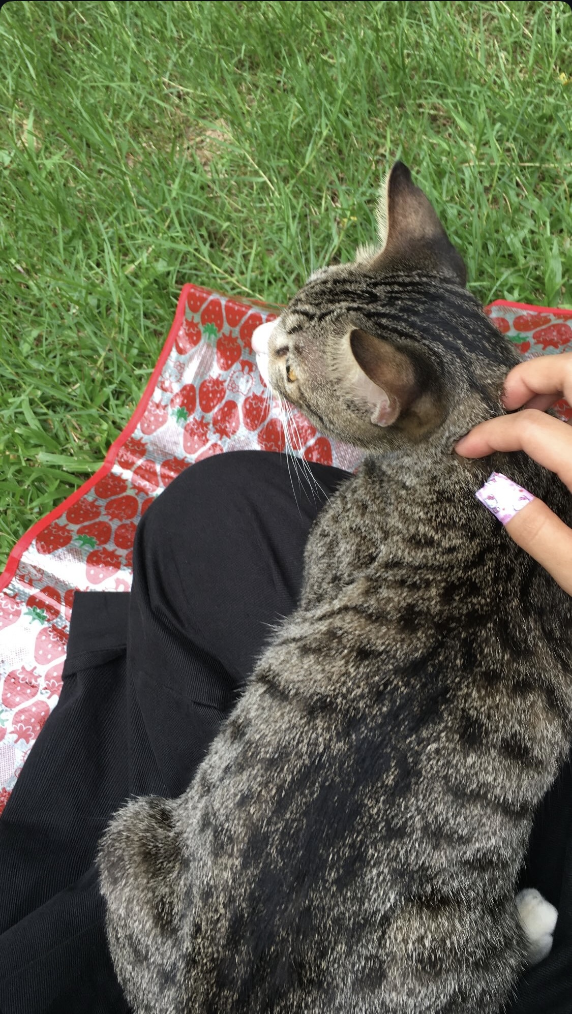 피크닉 도중 만난 무릎고양이