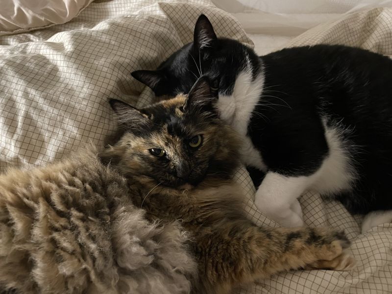 파일:사이좋은 코코넨네 3.jpg