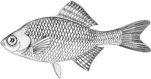 서호납줄갱이 그림.jpg