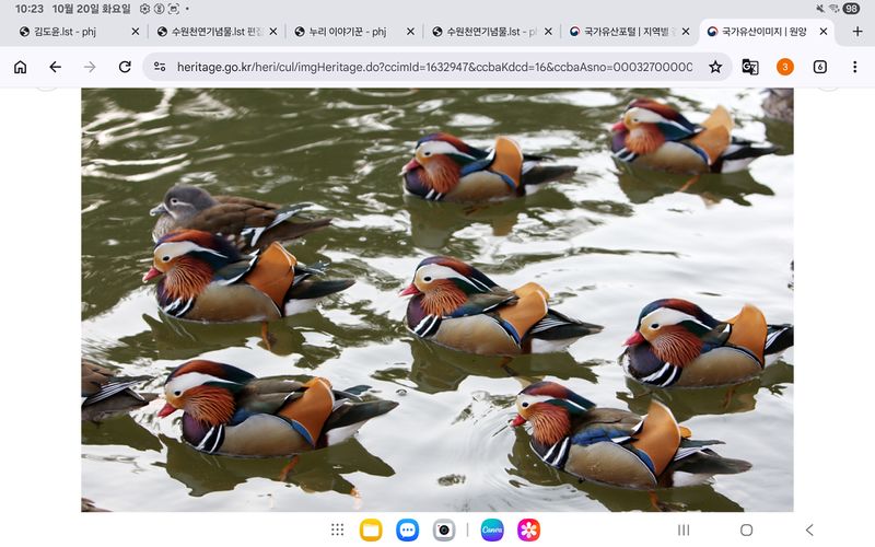 파일:원앙.jpg