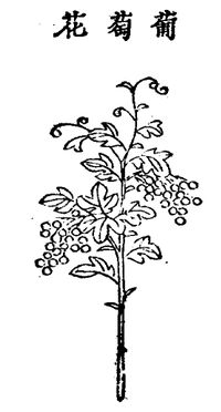 12.포도화 정해.jpg