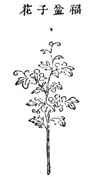 64.복분자화 정해.jpg