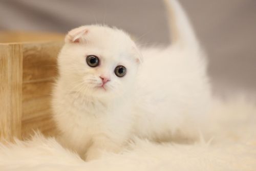 귀여운 고양이.jpg