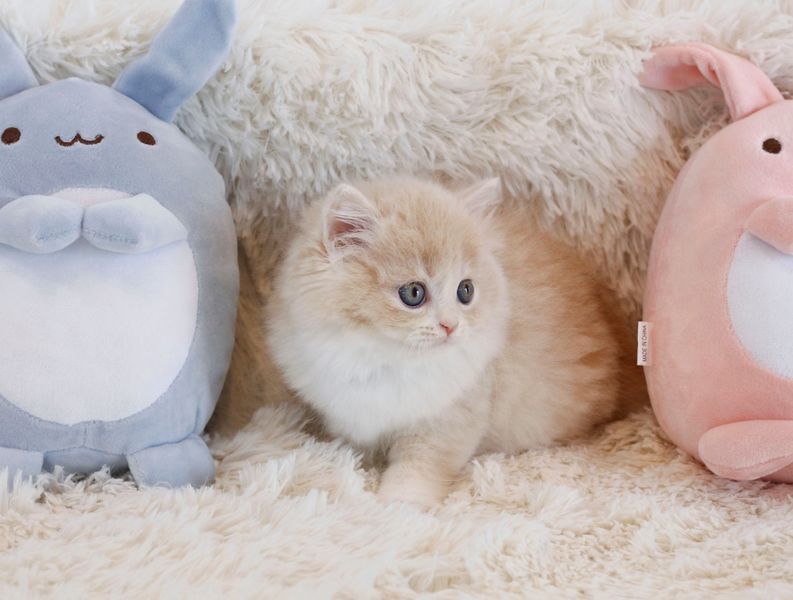 파일:귀여운 새끼 고양이.jpg