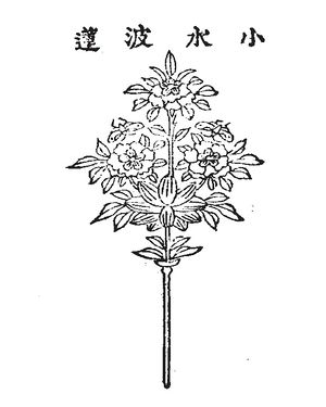 04.소수파련 정해.jpg