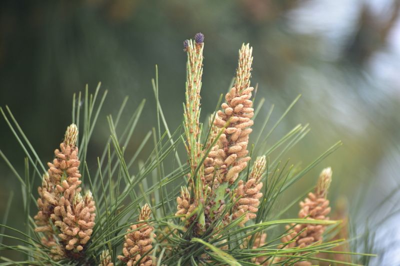 파일:송화 핀 모습.jpg