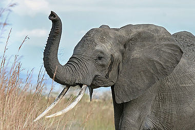 Muhammad Mahdi Karim 800px-African elephant warning raised trunk.jpg