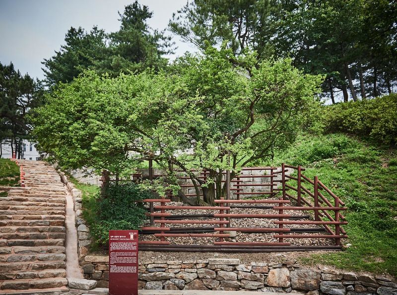 파일:강화 탱자나무1.jpg