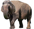 코끼리.jpg