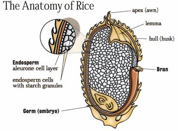 Anatomy-of-rice-baked-brown-with-mushrooms-and-leeks-foolproof-living.jpg