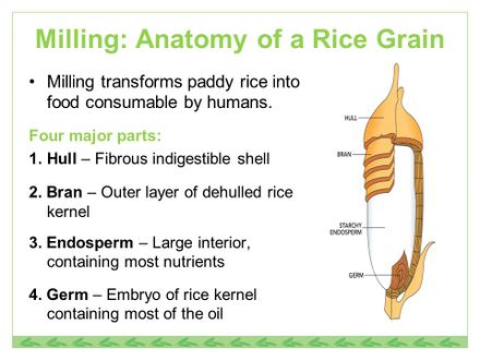 Milling +Anatomy+of+a+Rice+Grain.jpg