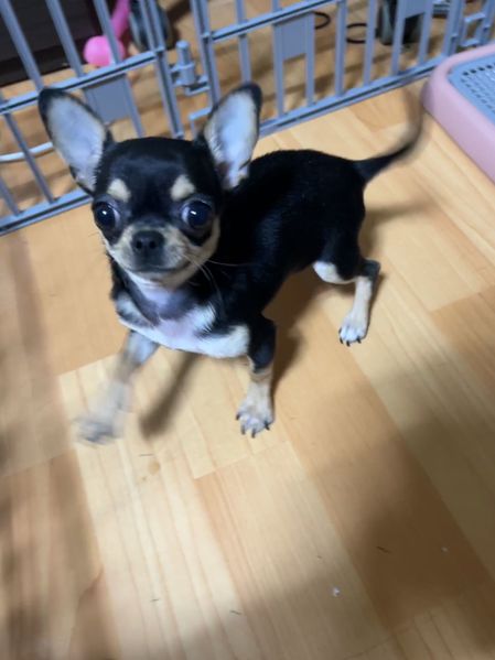 파일:MMCC Puppy.jpg