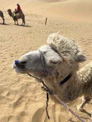 낙타1.jpg