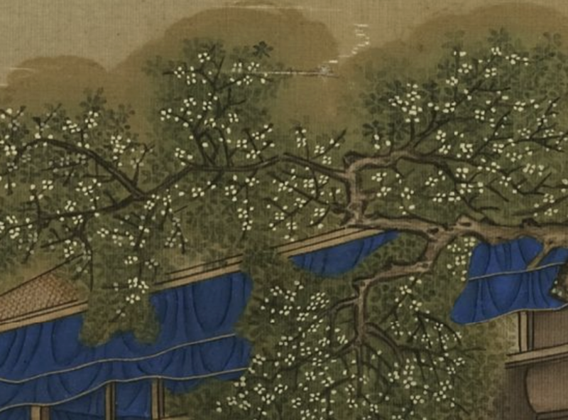 파일:중추 계향탁월 계수나무.png