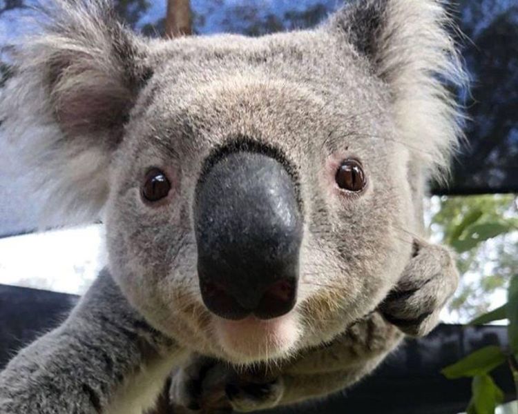 파일:MMCC 알라코.jpg