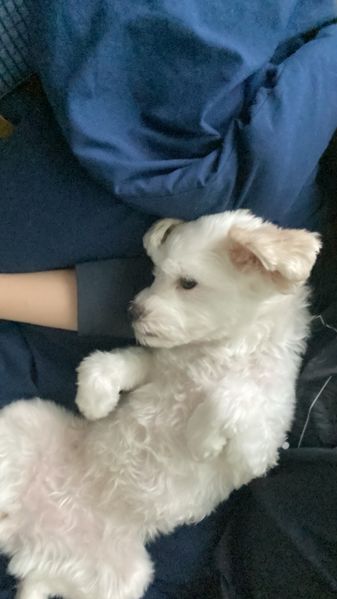 파일:FD7B4278-88B2-42F6-9223-8EE7FC07A988.jpeg