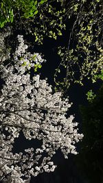 20260504 벚꽃 .jpg