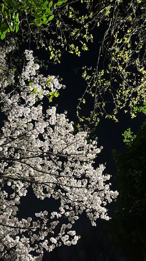 20260504 벚꽃 .jpg