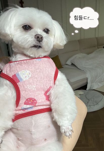 파일:알콩.jpg