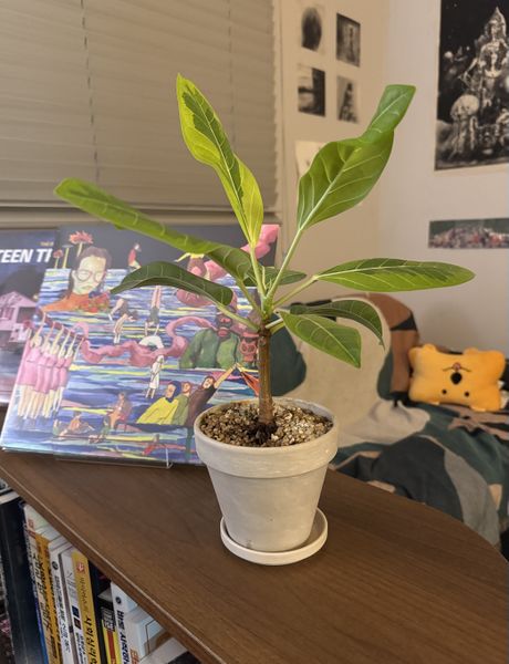 파일:다 큰 두루치기.jpg