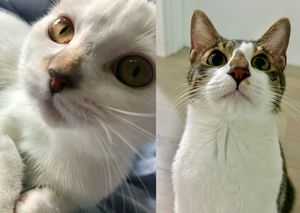 송초코 송송.jpg