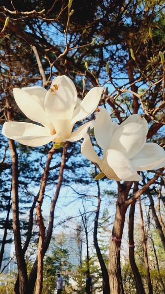 파일:KakaoTalk 20250414 192151776.jpg