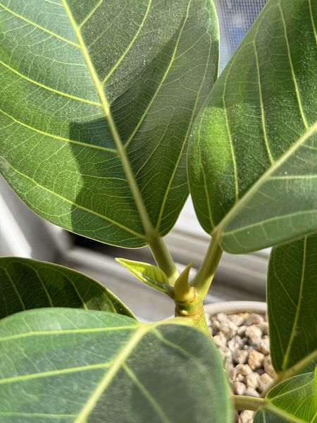 파일:싹튼 두루치기.jpg