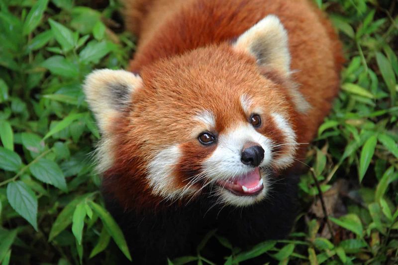파일:Redpanda31.jpg