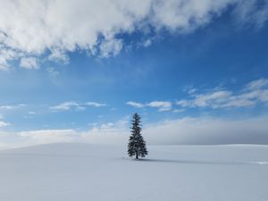 크리스마스 트리-이동헌(PNU2025).jpg