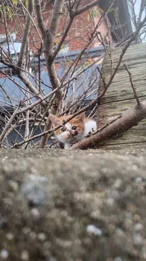 고양이 사진.jpg