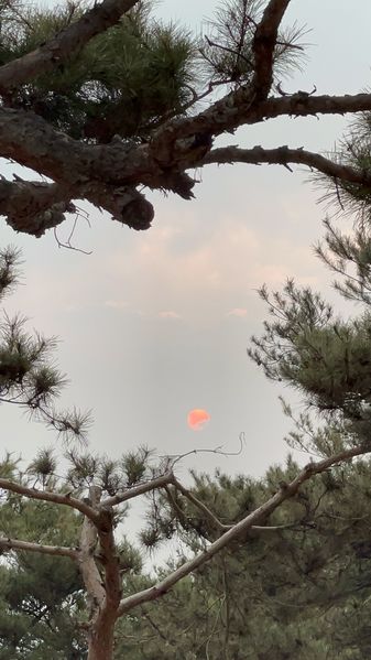 파일:새해 일출.jpg